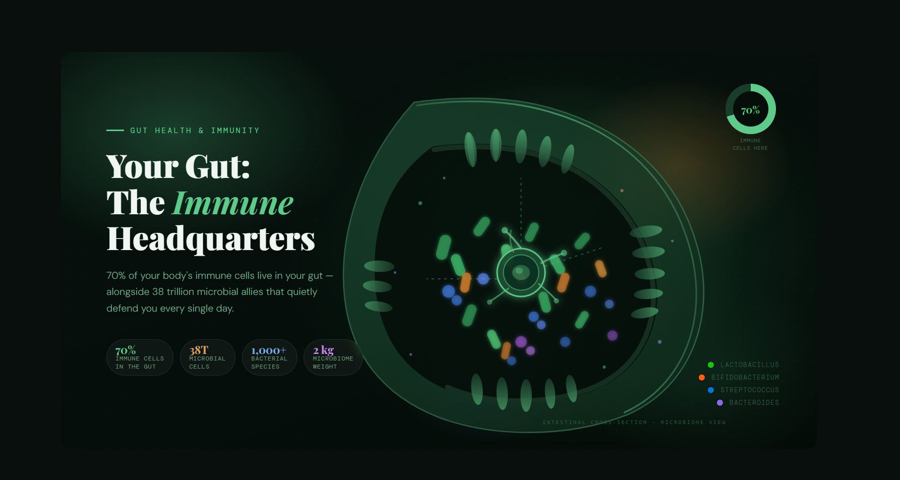 Horizontal infographic illustrating the relationship between gut health and immunity, showing that 70% of immune cells are located in the gut, 38 trillion microbial cells live in the body, over 1,000 bacterial species make up the gut microbiome, and the microbiome weighs approximately 2 kilograms compared to the brain and liver