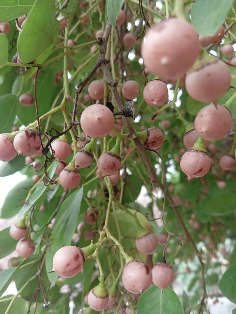 Cultivation of Lasoda
