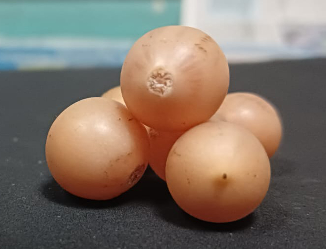 Culinary Uses of Glue Berry