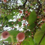 Extraordinary Lasoda Glue Berry: Health Benefits, Nutrition, and Traditional Uses