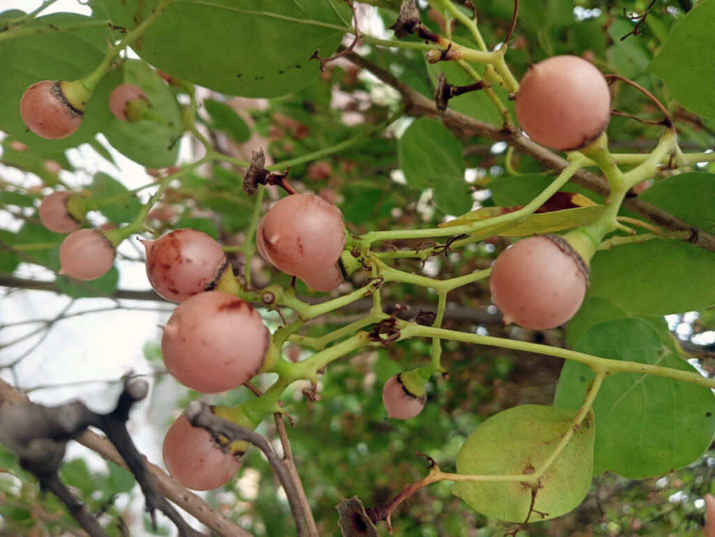 Lasoda in Traditional Medicine