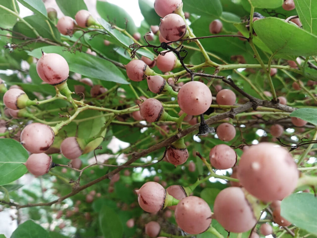 Lasoda Glue Berry Health Benefits
