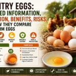 Country Eggs: Detailed Information, Nutrition, Benefits, Risks, and How They Compare With Farm Eggs